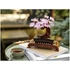 LEGO Botanicals 10281 Bonsai fa